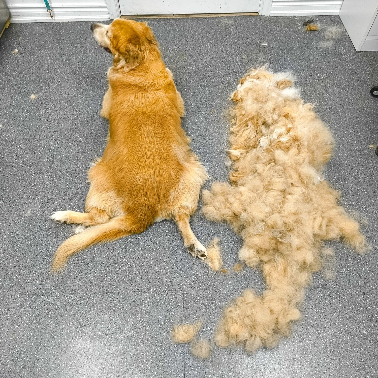 pawbasic-pet-grooming-mississauga-014