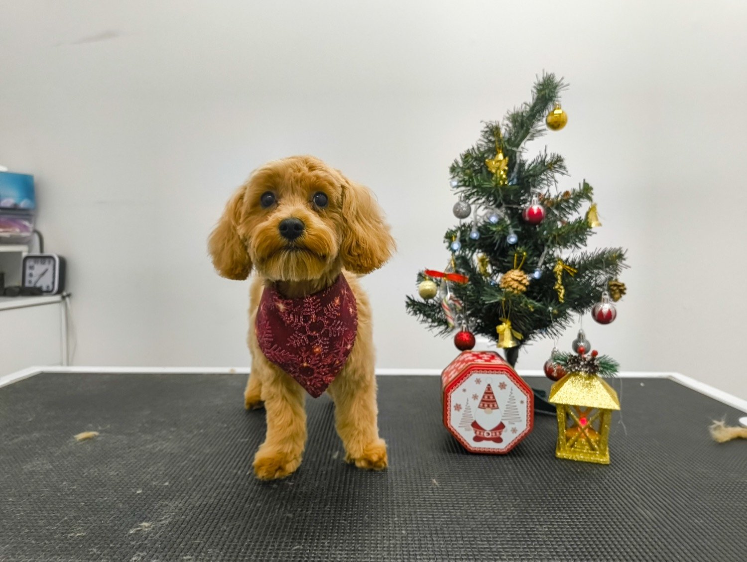 pawbasic-pet-grooming-mississauga-015