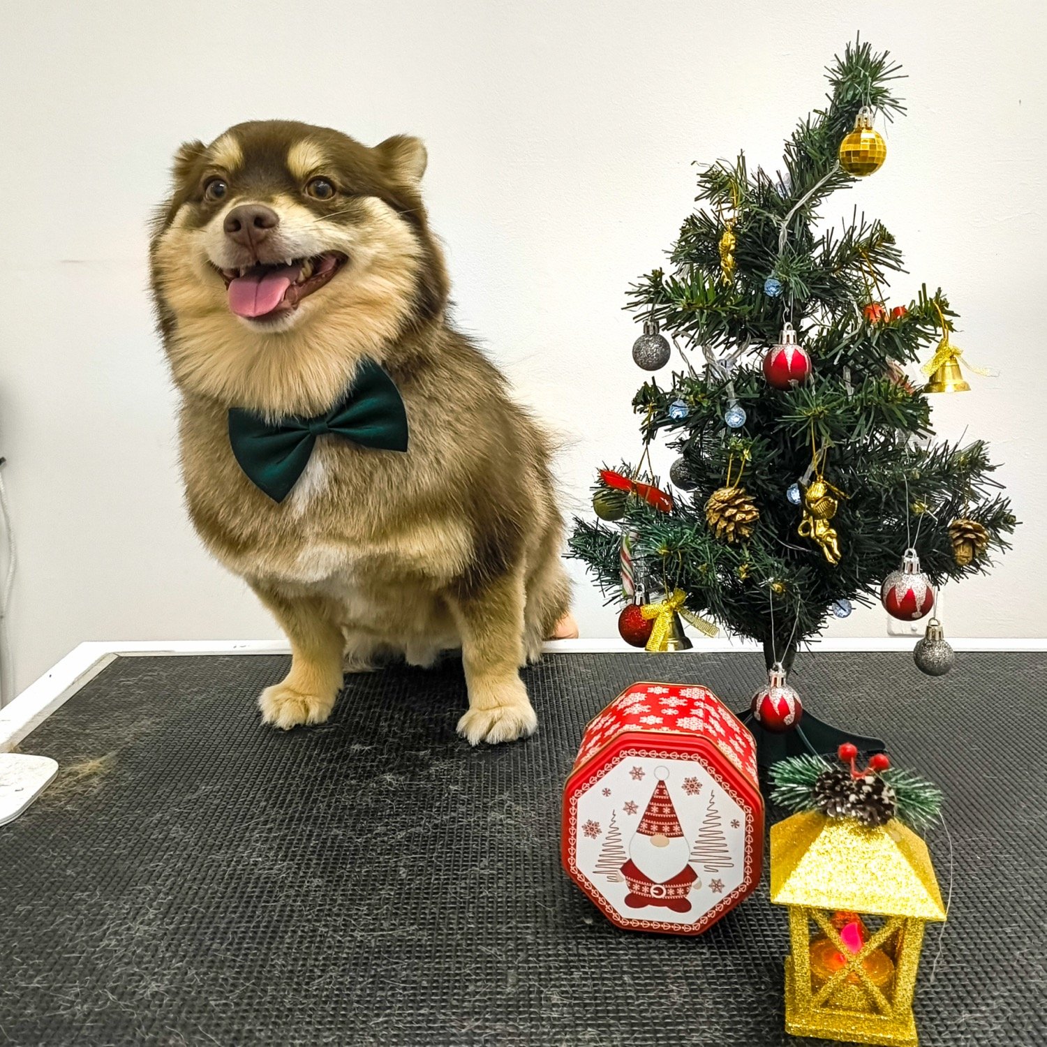 pawbasic-pet-grooming-mississauga-016