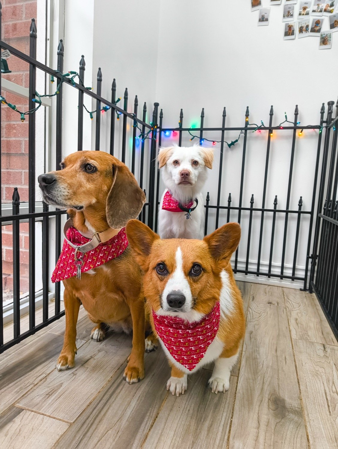 pawbasic-pet-grooming-mississauga-018