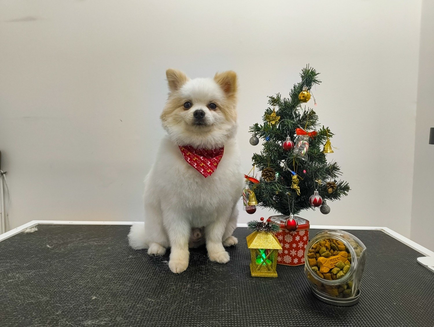 pawbasic-pet-grooming-mississauga-019