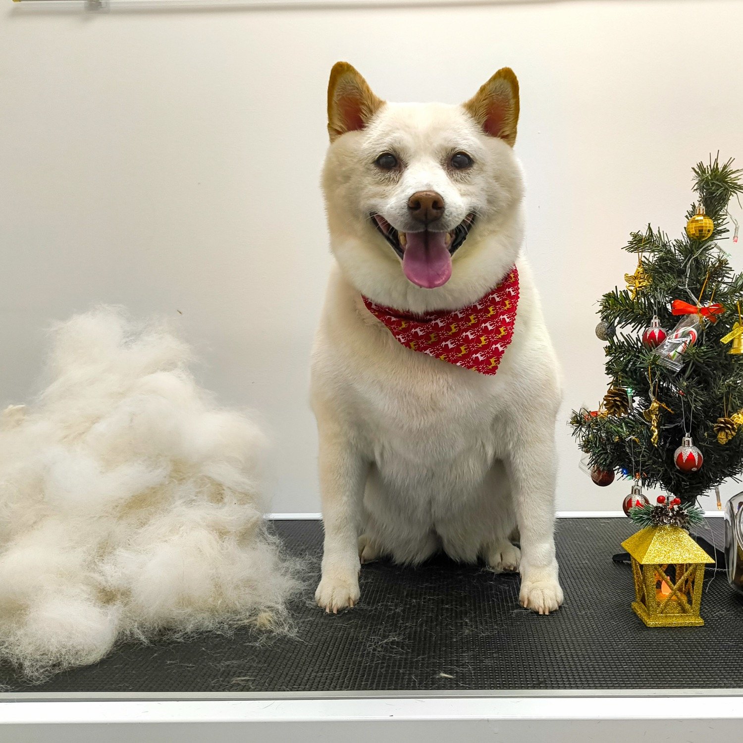 pawbasic-pet-grooming-mississauga-020