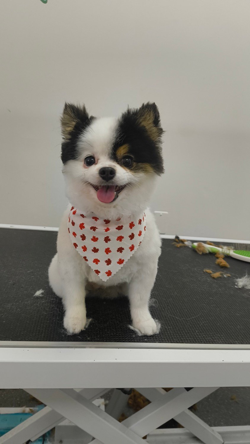 pawbasic-pet-grooming-mississauga-021