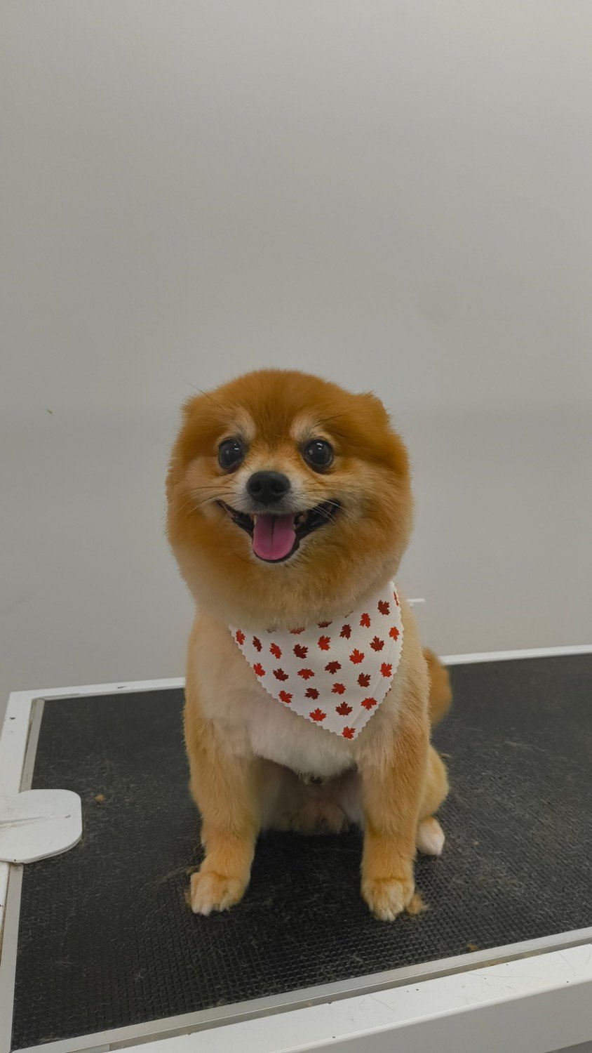 pawbasic-pet-grooming-mississauga-022