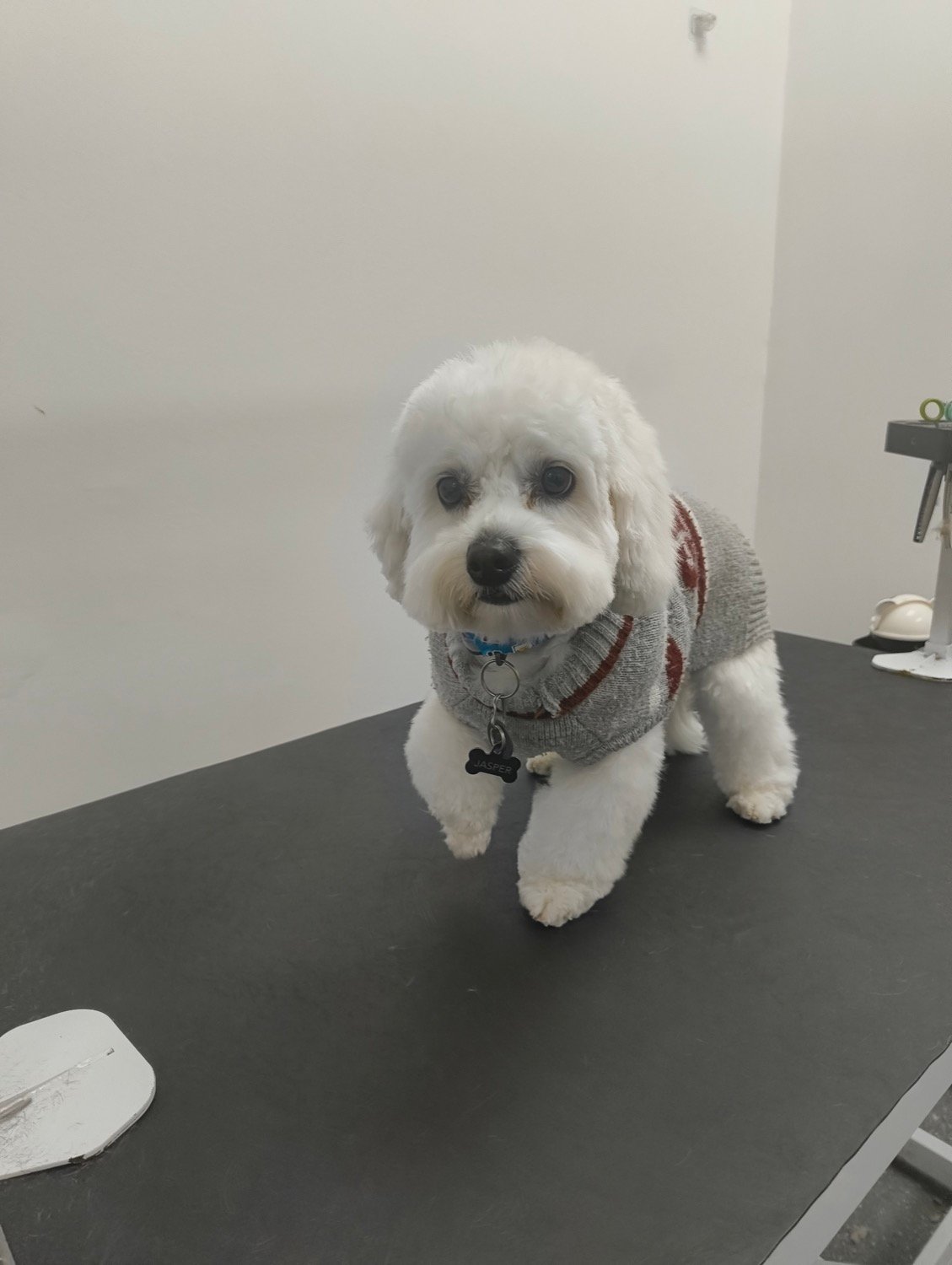 pawbasic-pet-grooming-mississauga-023