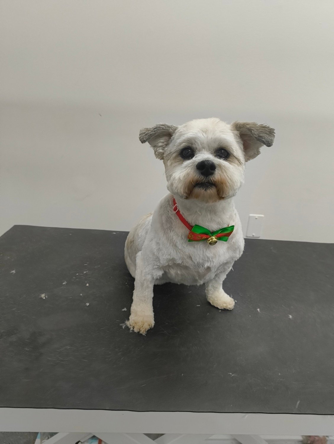pawbasic-pet-grooming-mississauga-024