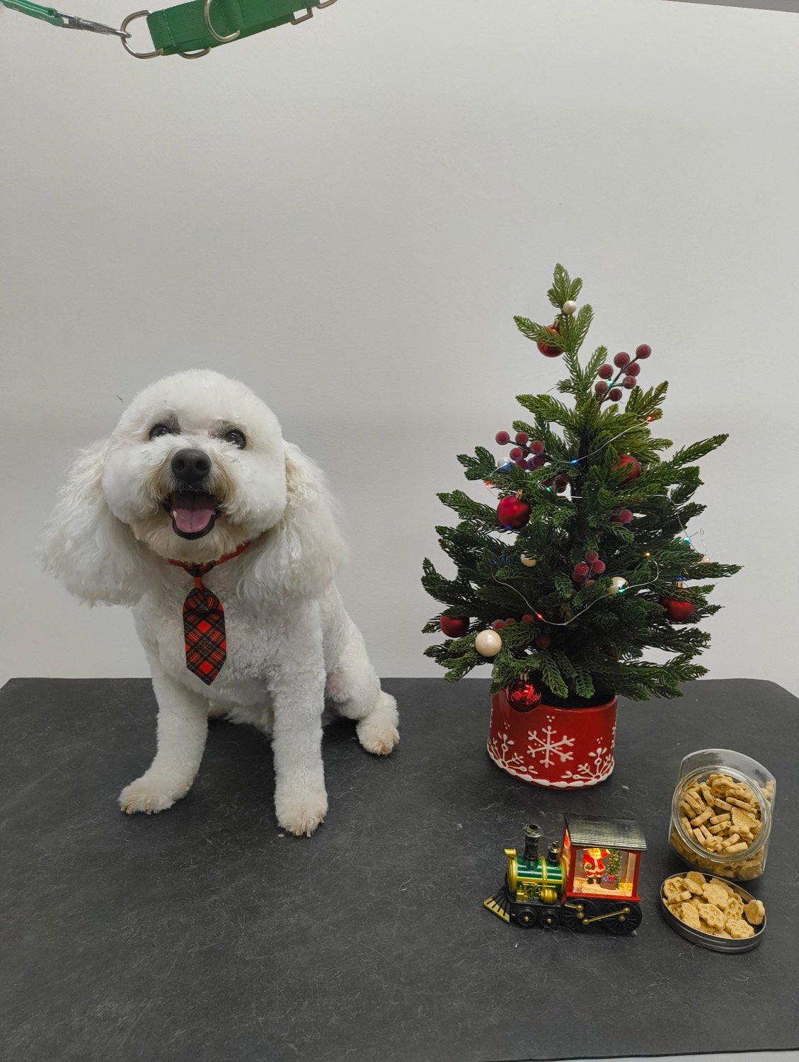 pawbasic-pet-grooming-mississauga-025