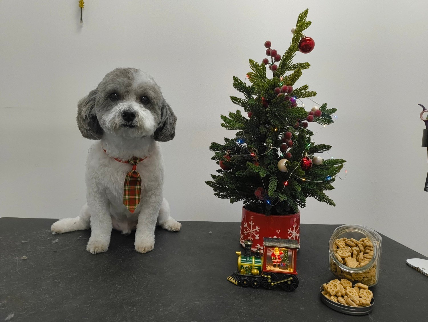 pawbasic-pet-grooming-mississauga-026