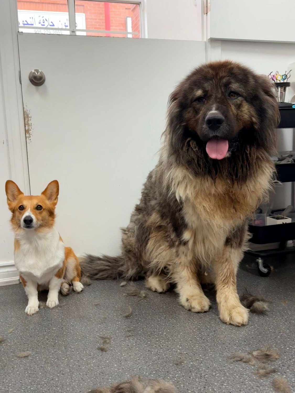 pawbasic-pet-grooming-mississauga-027