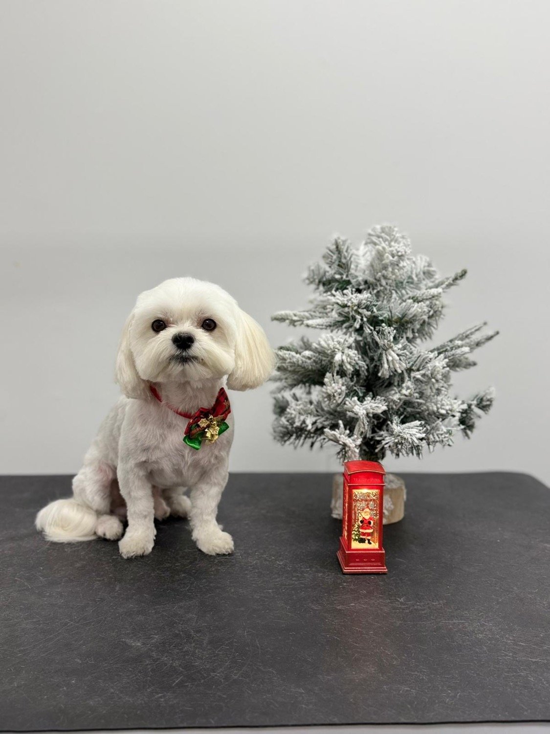 pawbasic-pet-grooming-mississauga-028