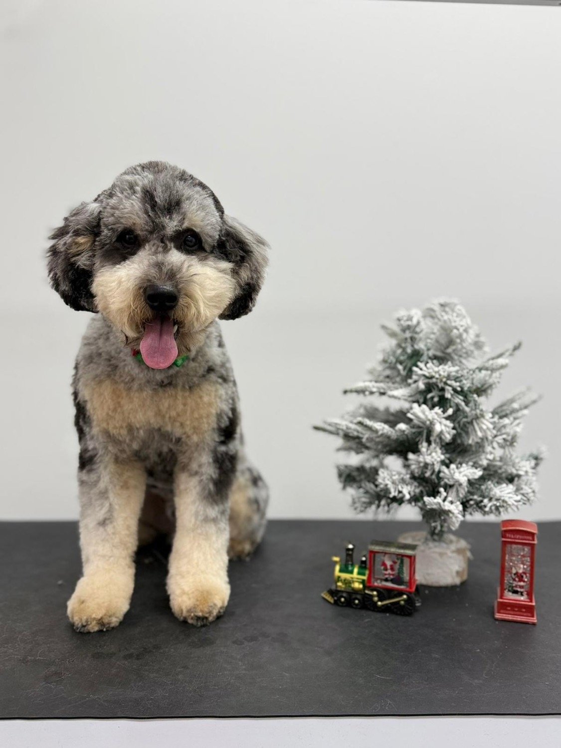 pawbasic-pet-grooming-mississauga-029