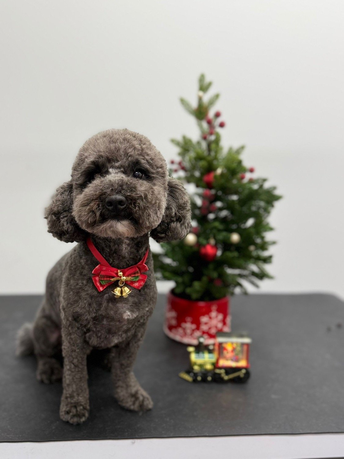 pawbasic-pet-grooming-mississauga-030