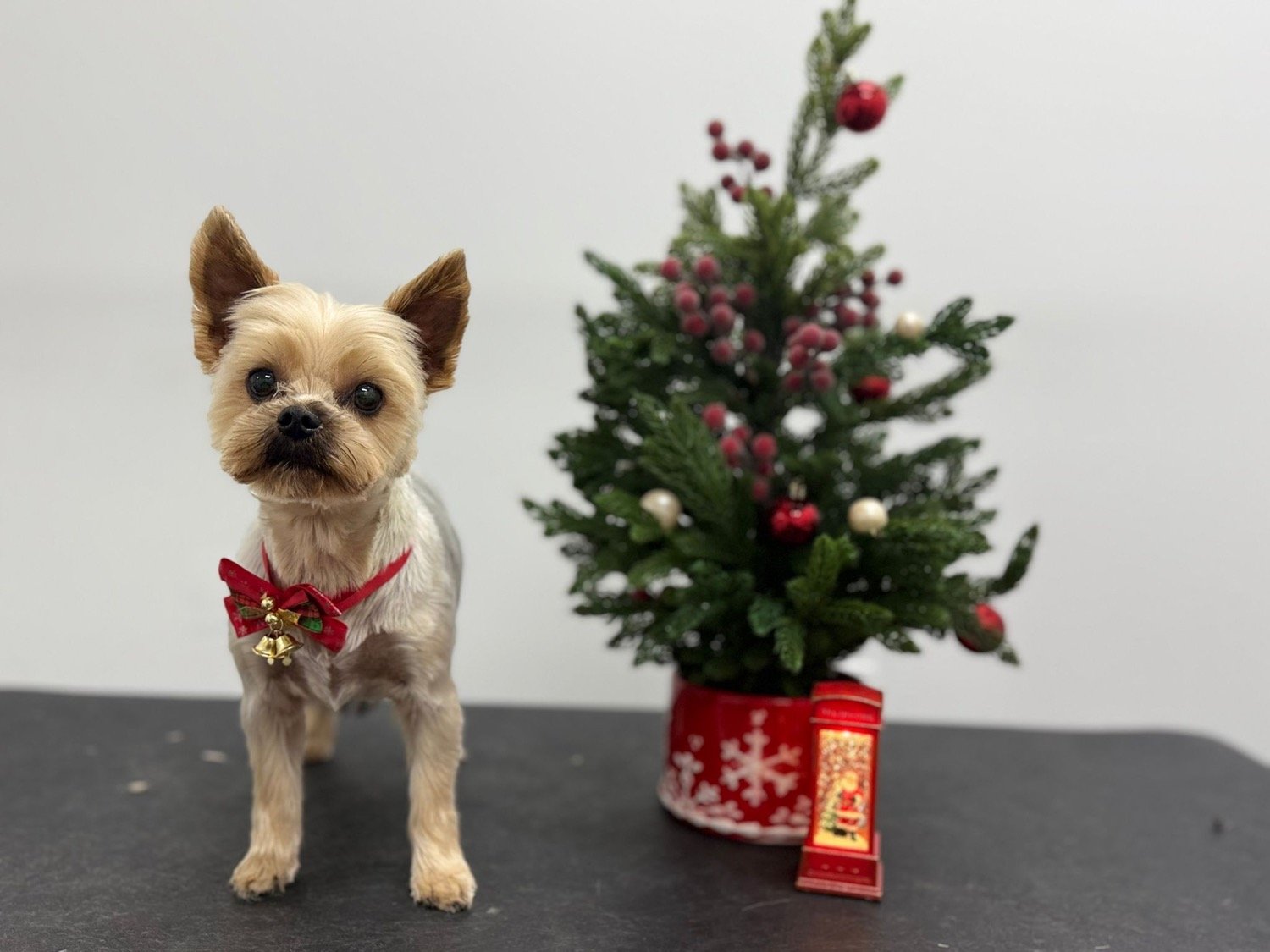 pawbasic-pet-grooming-mississauga-031