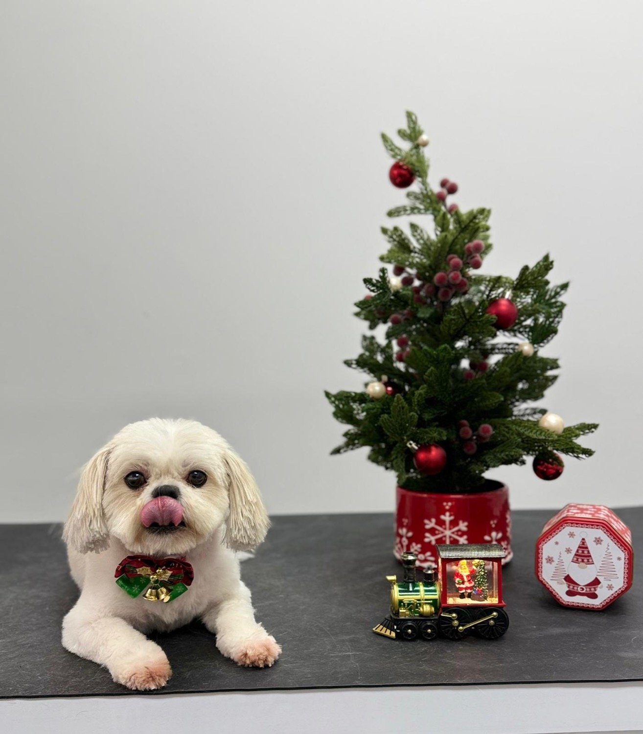 pawbasic-pet-grooming-mississauga-032