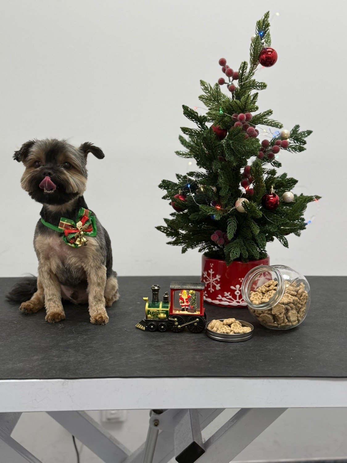 pawbasic-pet-grooming-mississauga-034