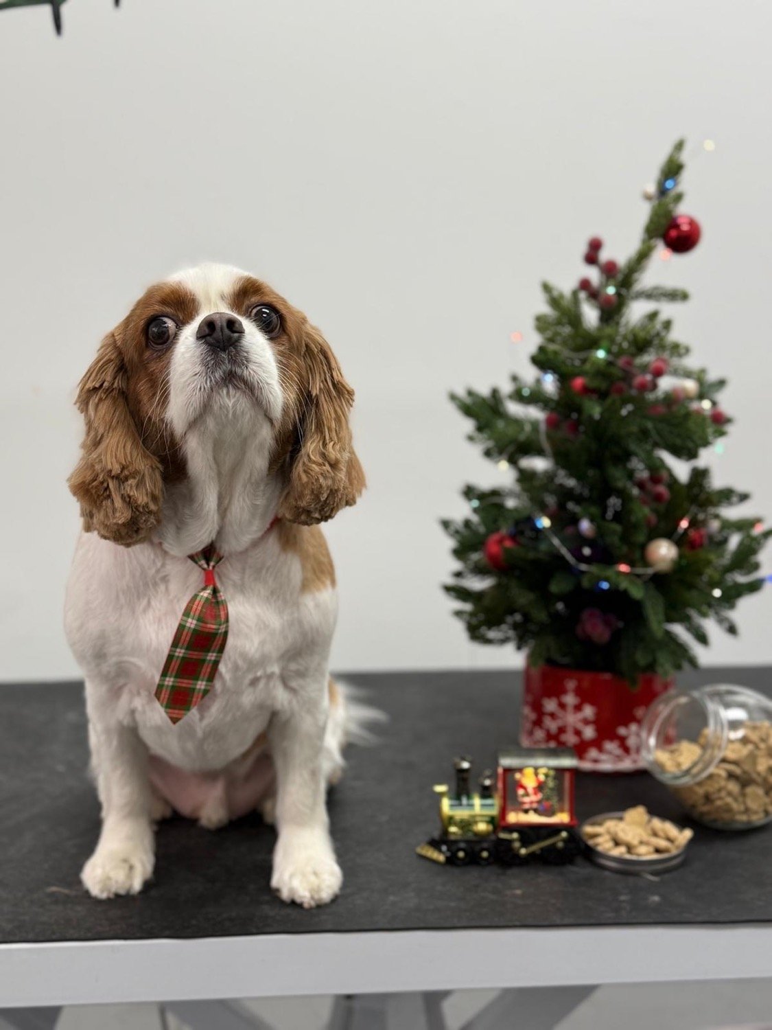 pawbasic-pet-grooming-mississauga-035