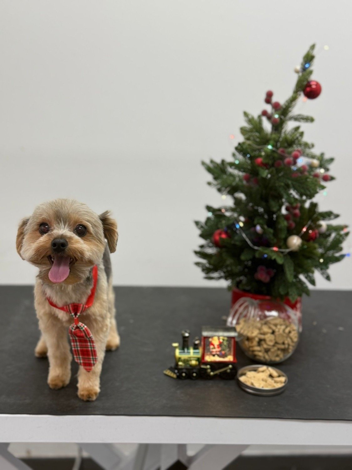pawbasic-pet-grooming-mississauga-036