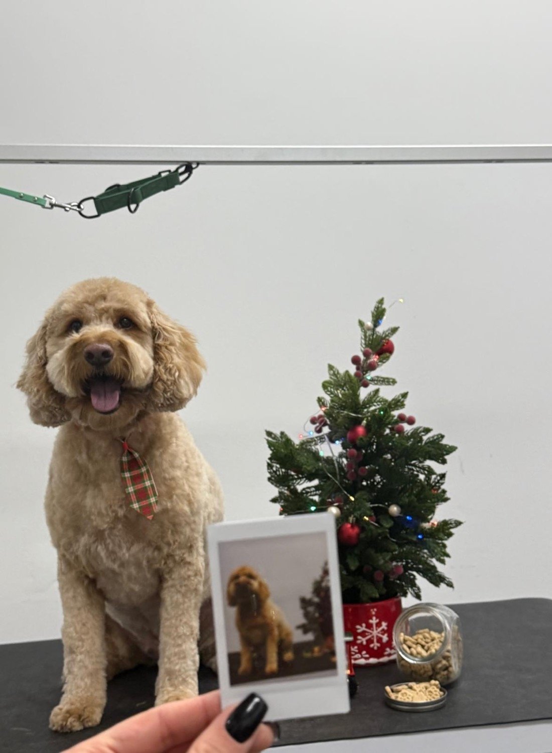 pawbasic-pet-grooming-mississauga-037