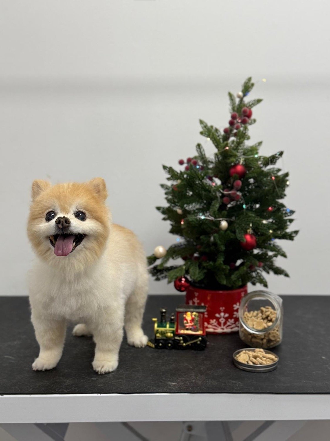 pawbasic-pet-grooming-mississauga-038