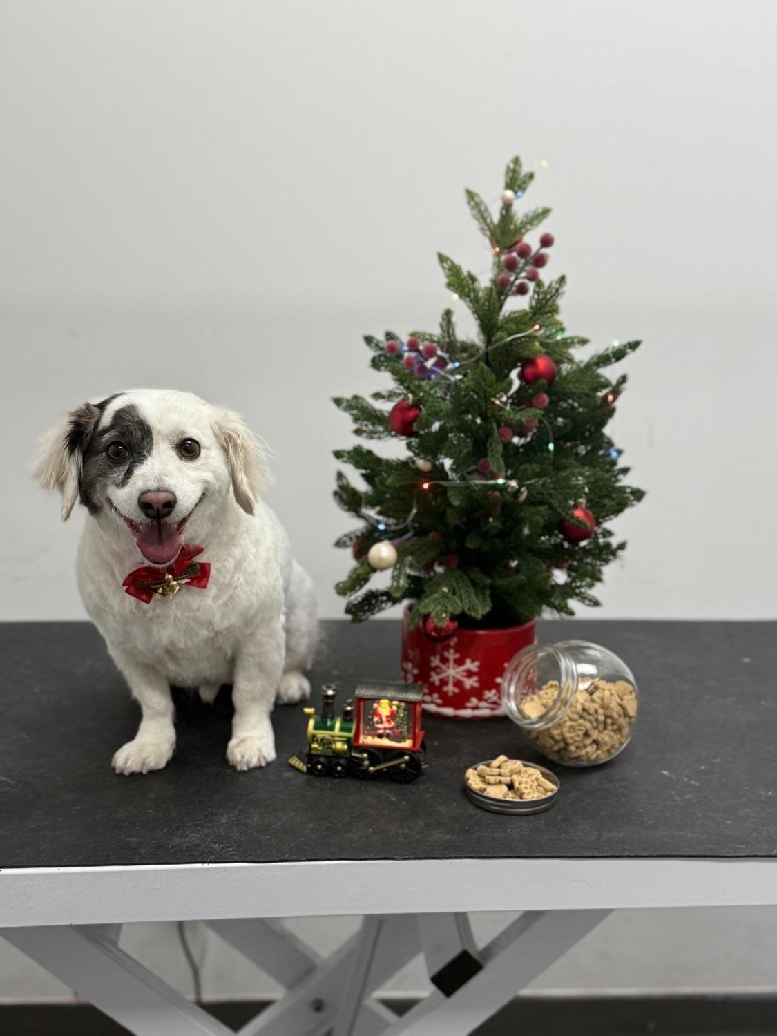 pawbasic-pet-grooming-mississauga-039