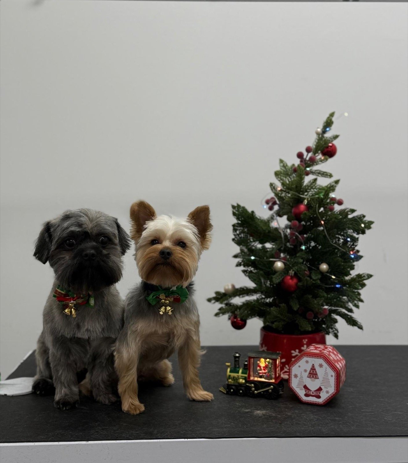 pawbasic-pet-grooming-mississauga-040