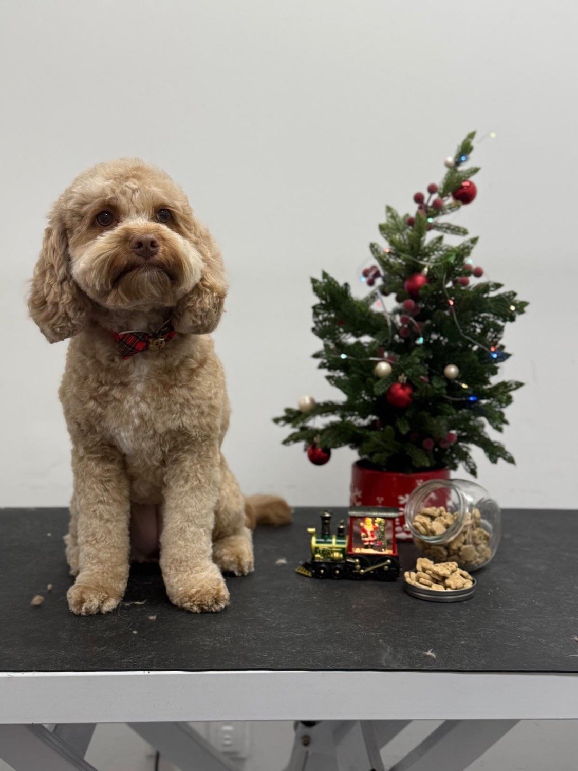 pawbasic-pet-grooming-mississauga-042