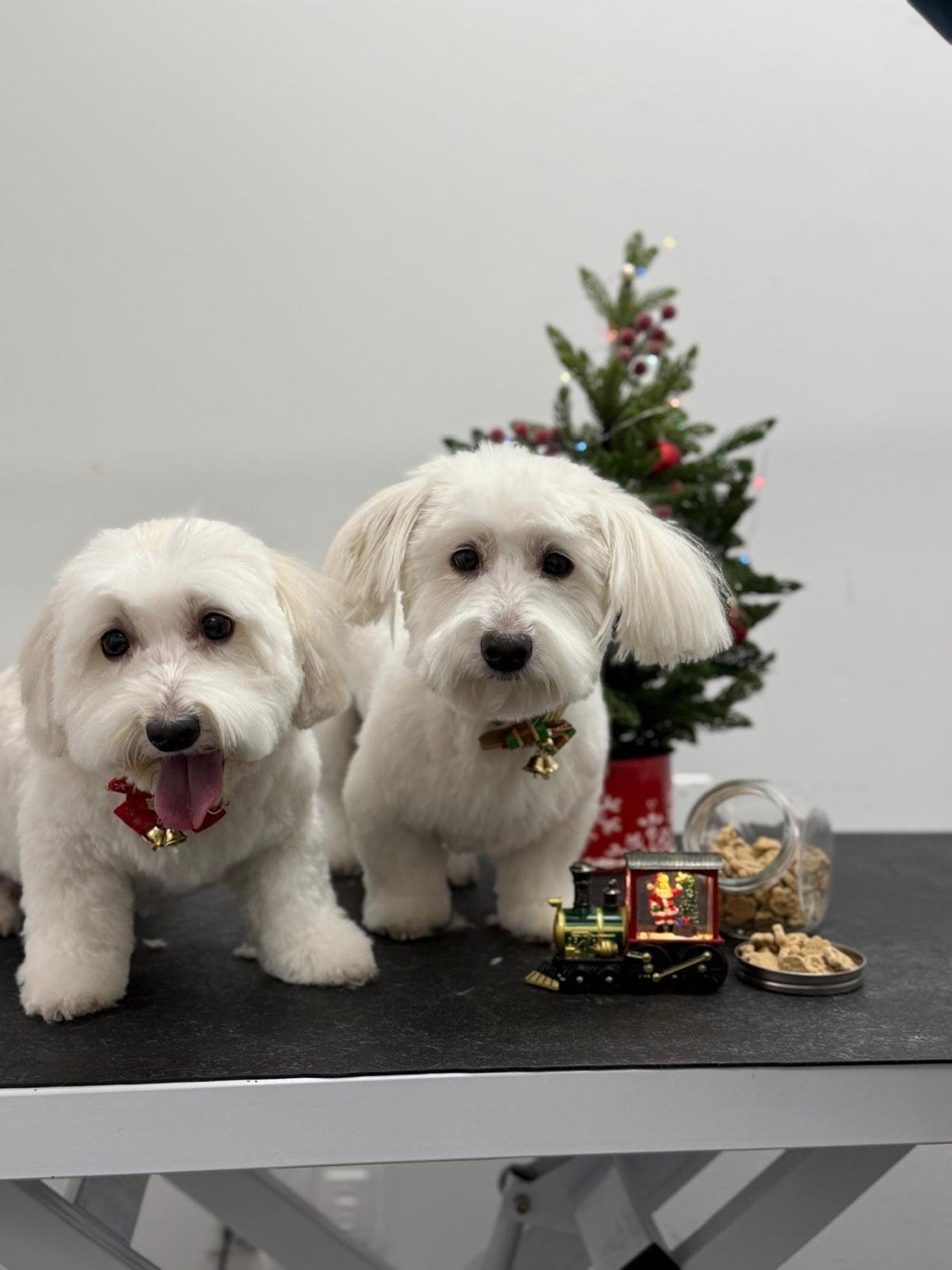 pawbasic-pet-grooming-mississauga-043