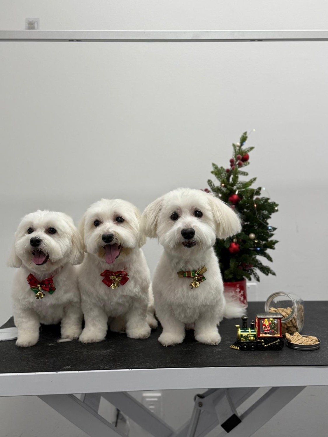 pawbasic-pet-grooming-mississauga-044