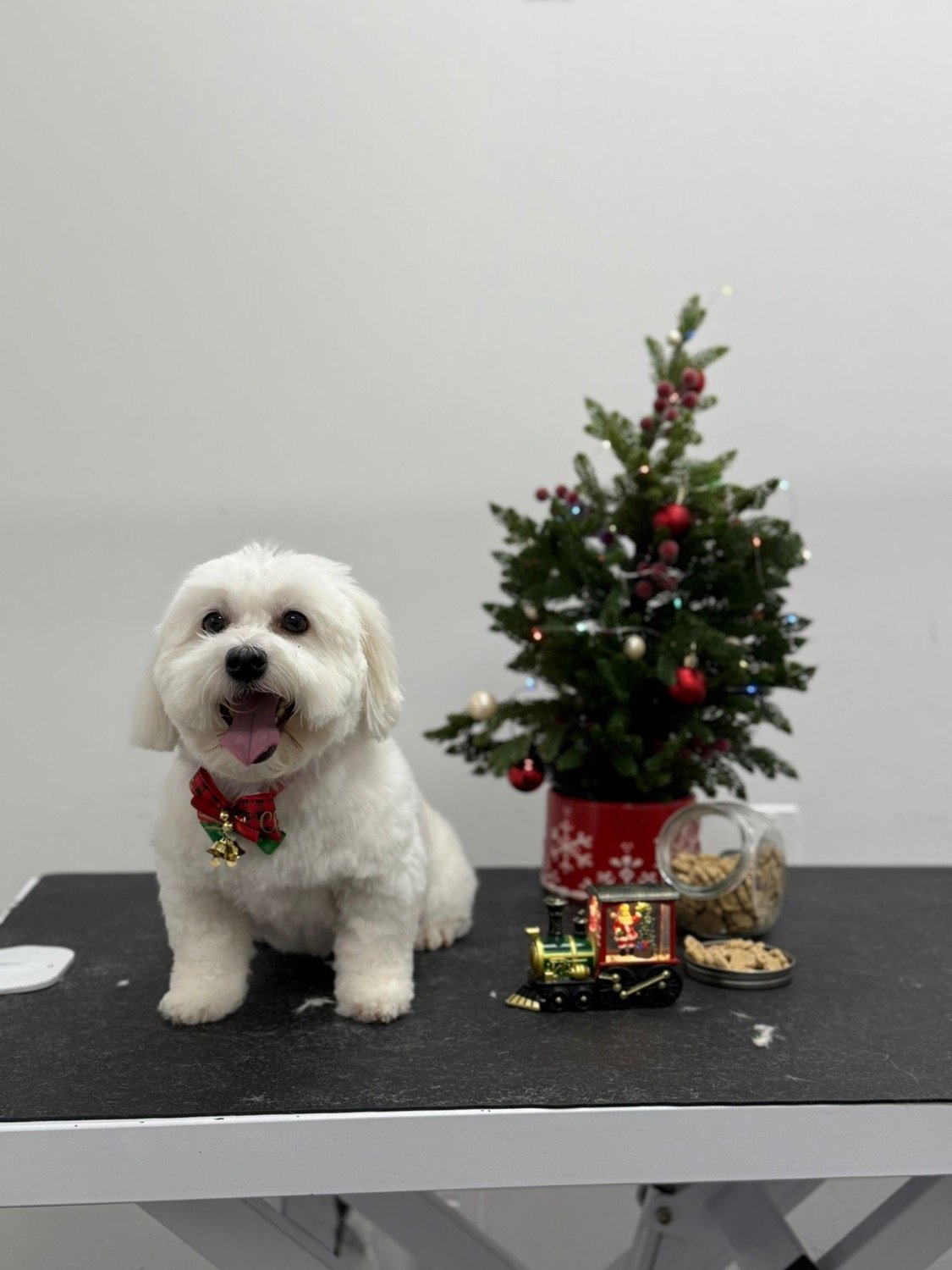 pawbasic-pet-grooming-mississauga-045