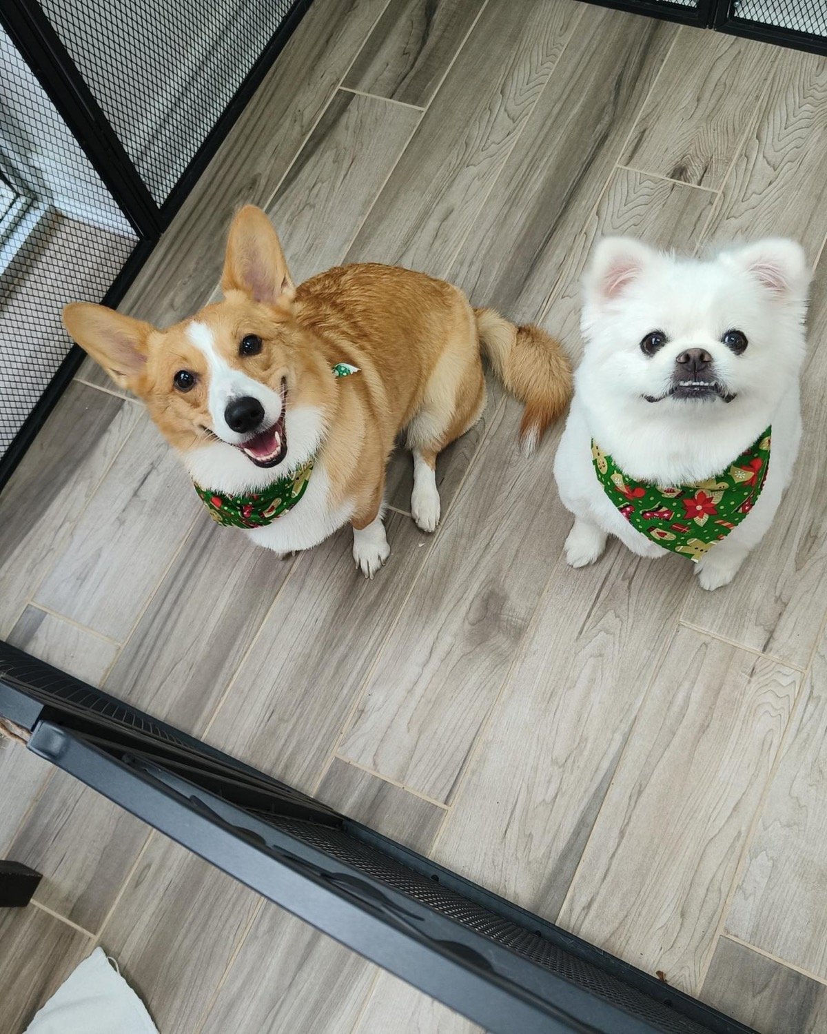 pawbasic-pet-grooming-mississauga-046