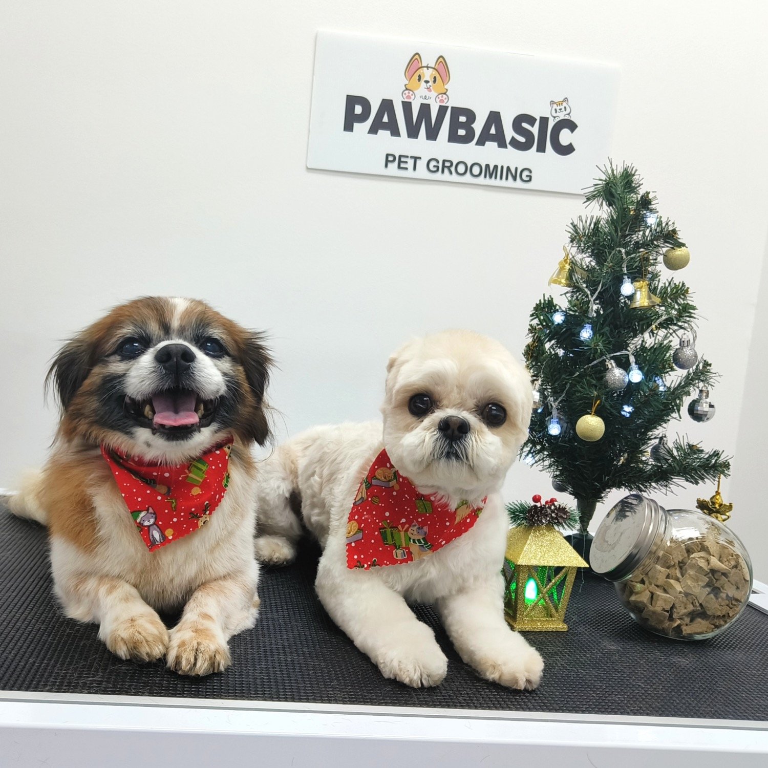 pawbasic-pet-grooming-mississauga-047