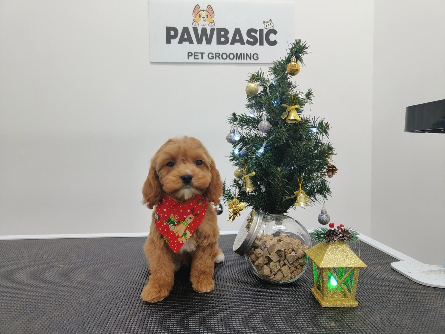 pawbasic-pet-grooming-mississauga-048