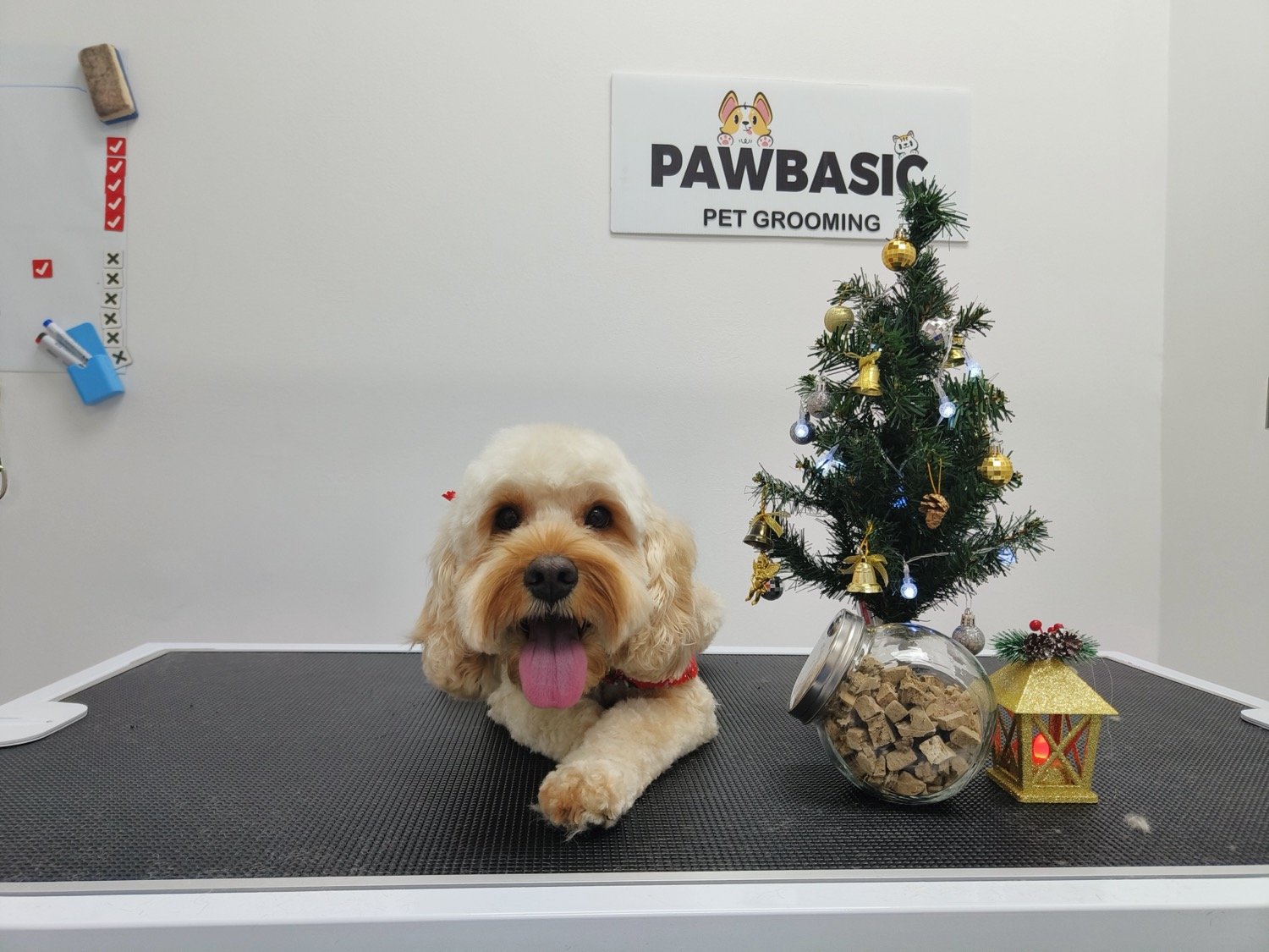 pawbasic-pet-grooming-mississauga-049