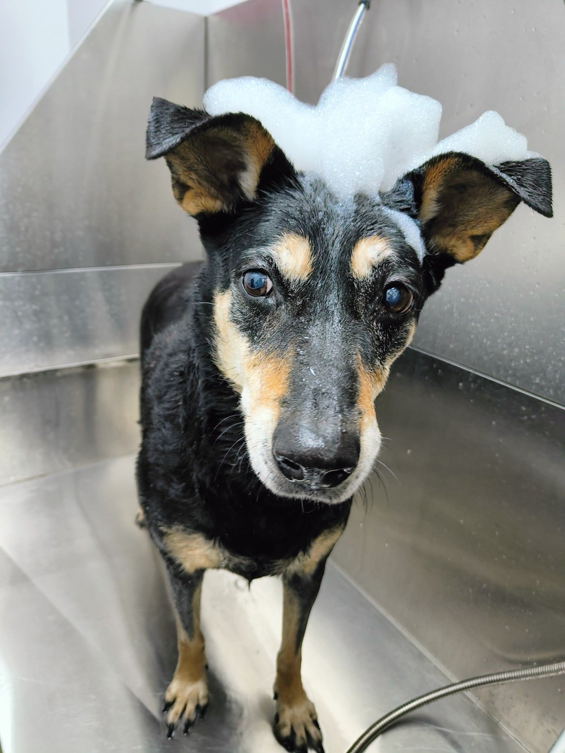 pawbasic-pet-grooming-mississauga-051