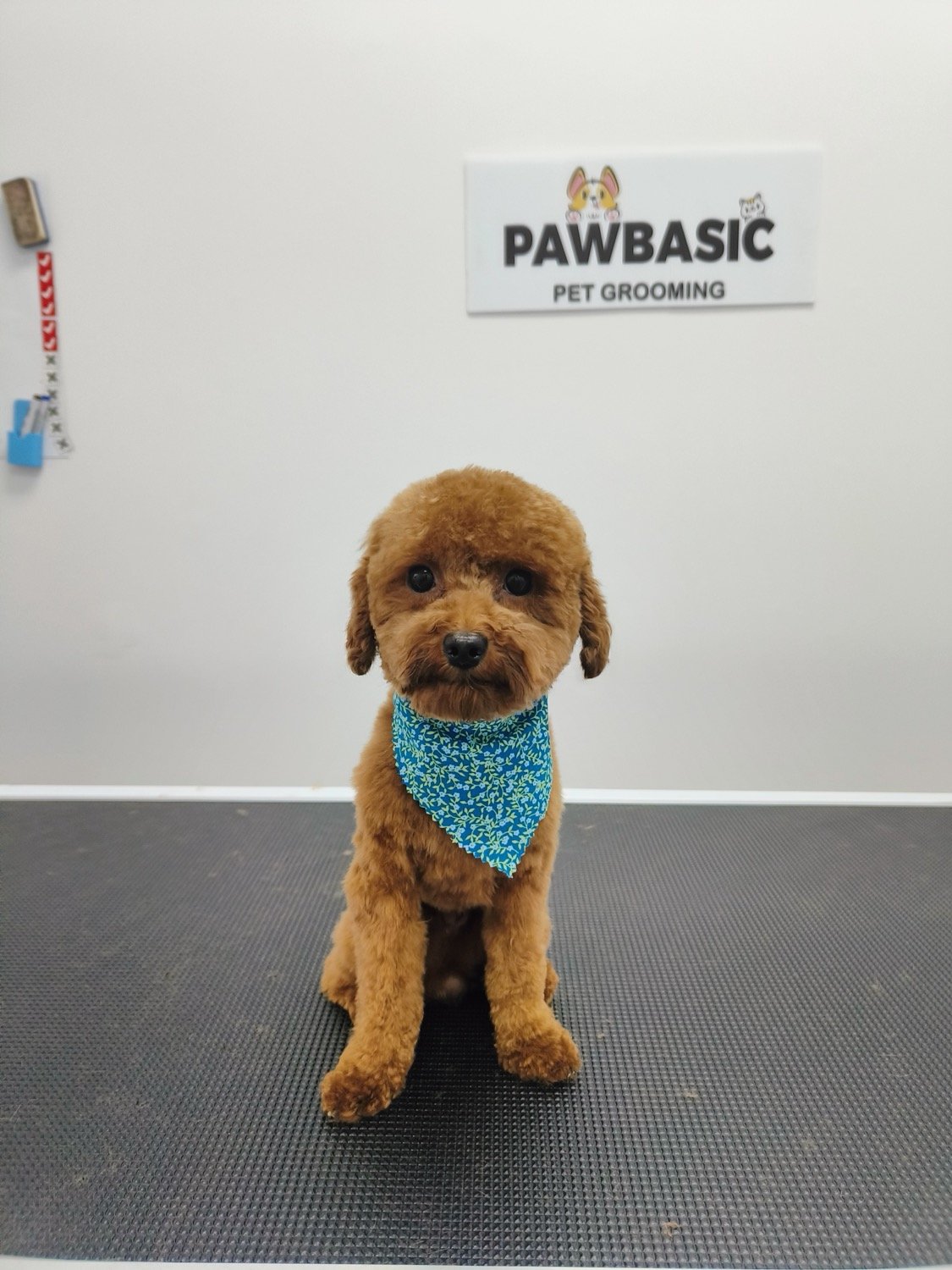 pawbasic-pet-grooming-mississauga-053