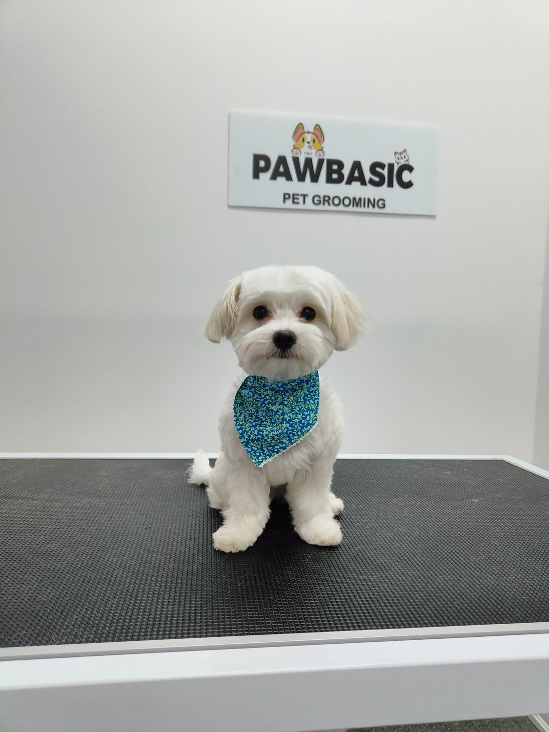 pawbasic-pet-grooming-mississauga-054