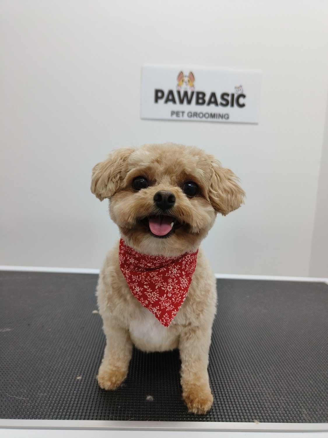 pawbasic-pet-grooming-mississauga-055