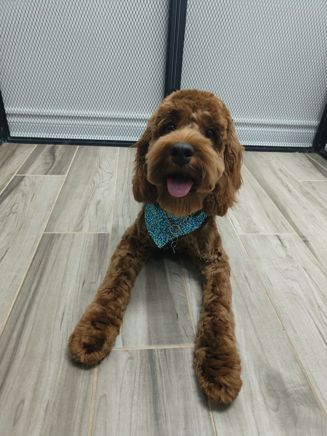 pawbasic-pet-grooming-mississauga-057