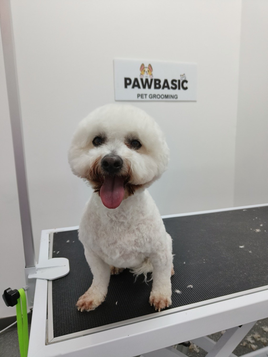 pawbasic-pet-grooming-mississauga-058