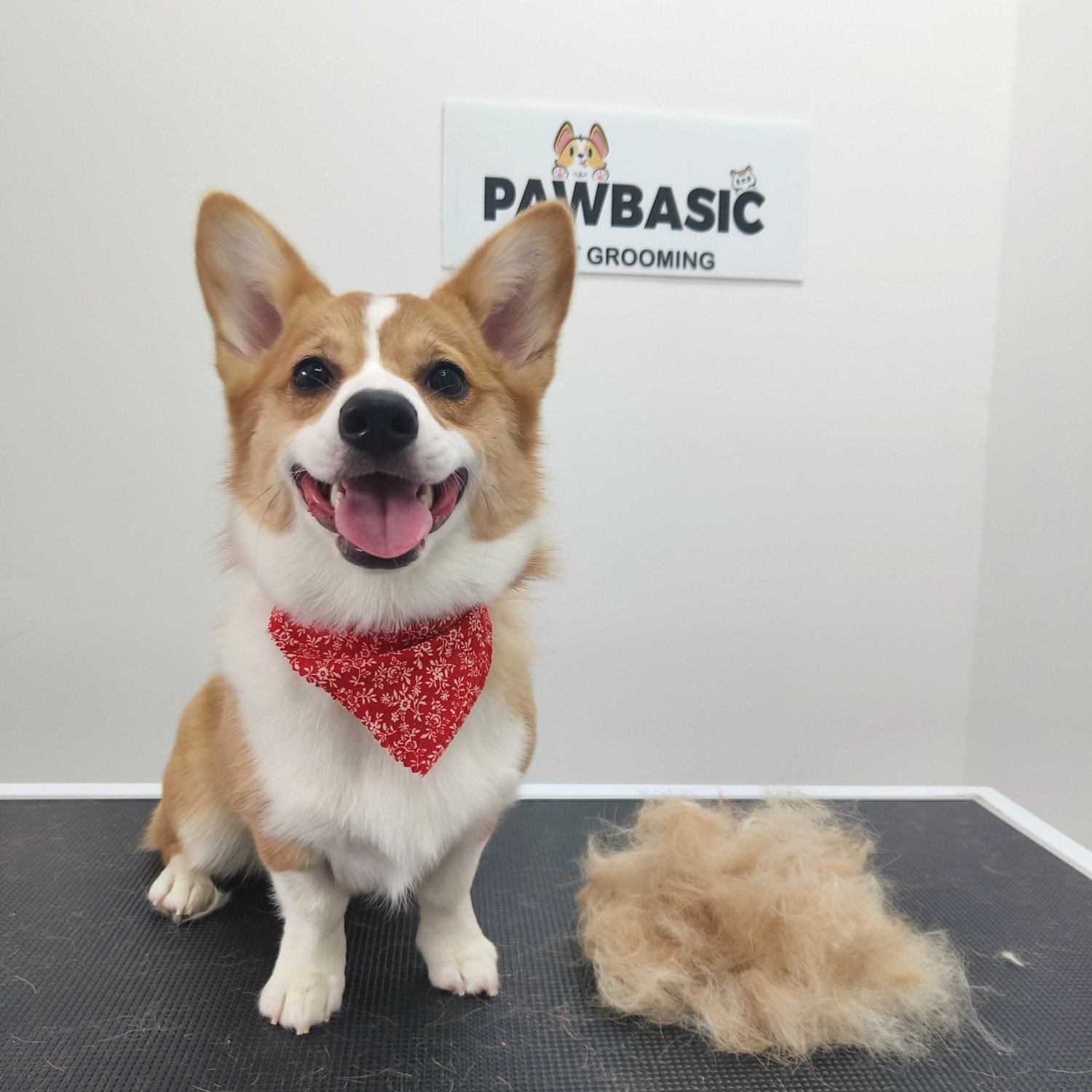 pawbasic-pet-grooming-mississauga-059