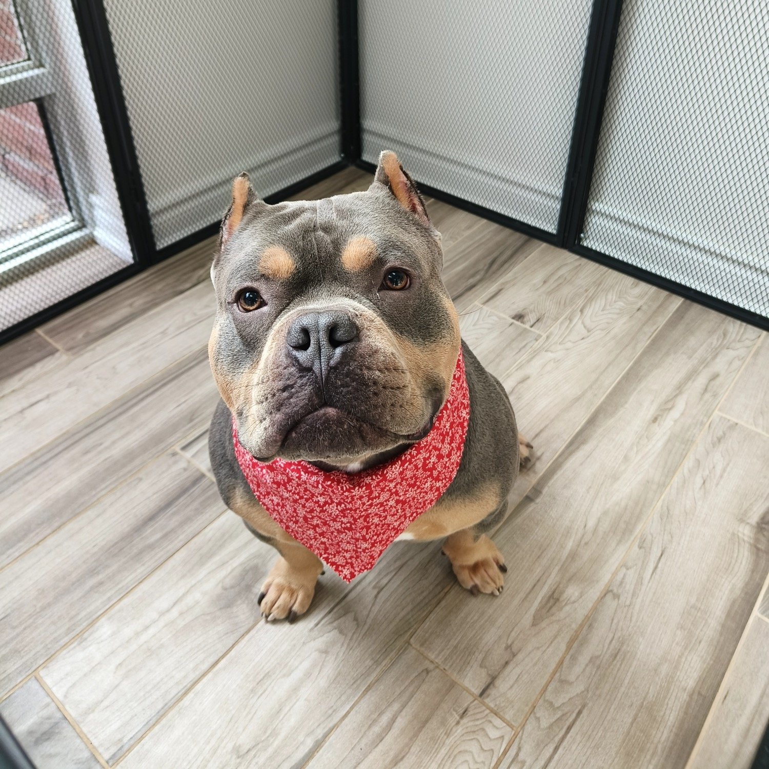 pawbasic-pet-grooming-mississauga-060