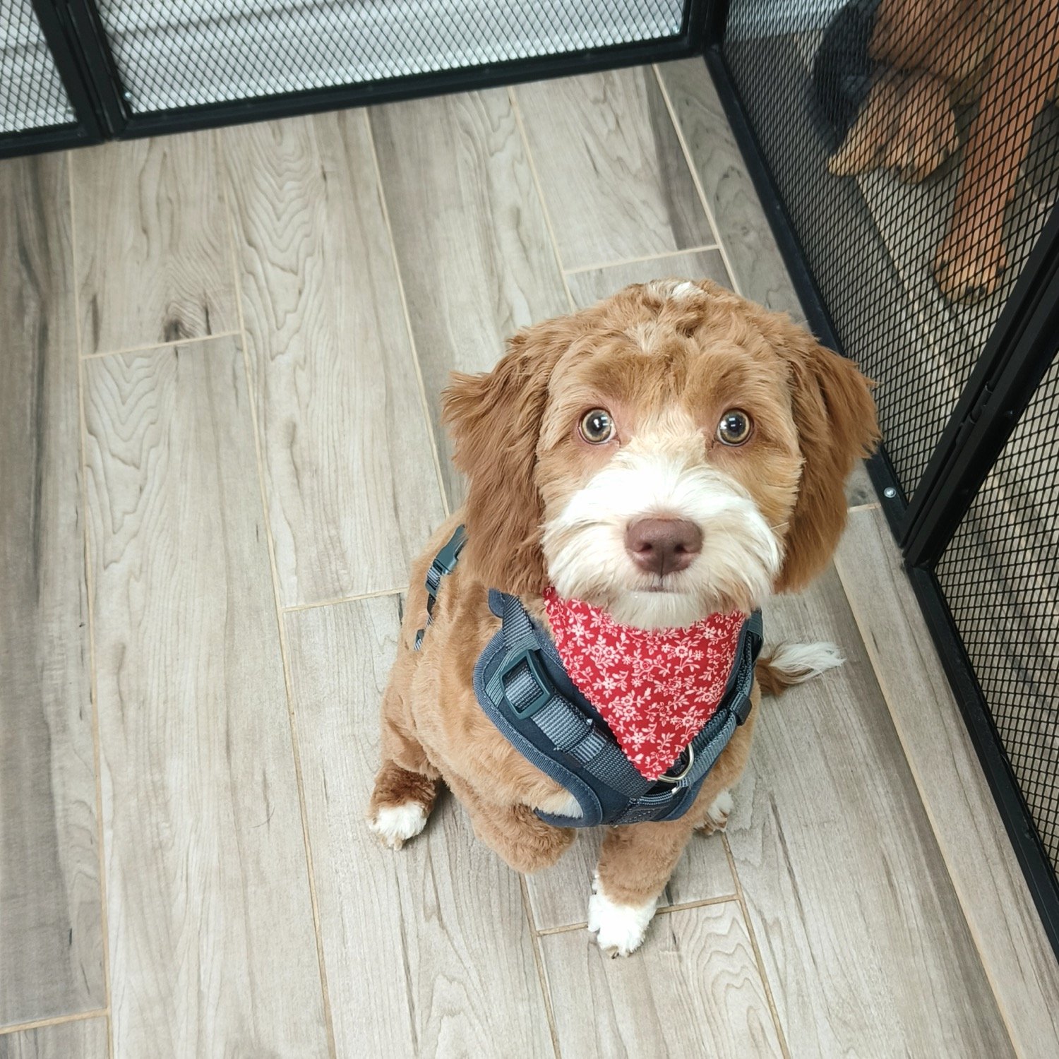 pawbasic-pet-grooming-mississauga-061