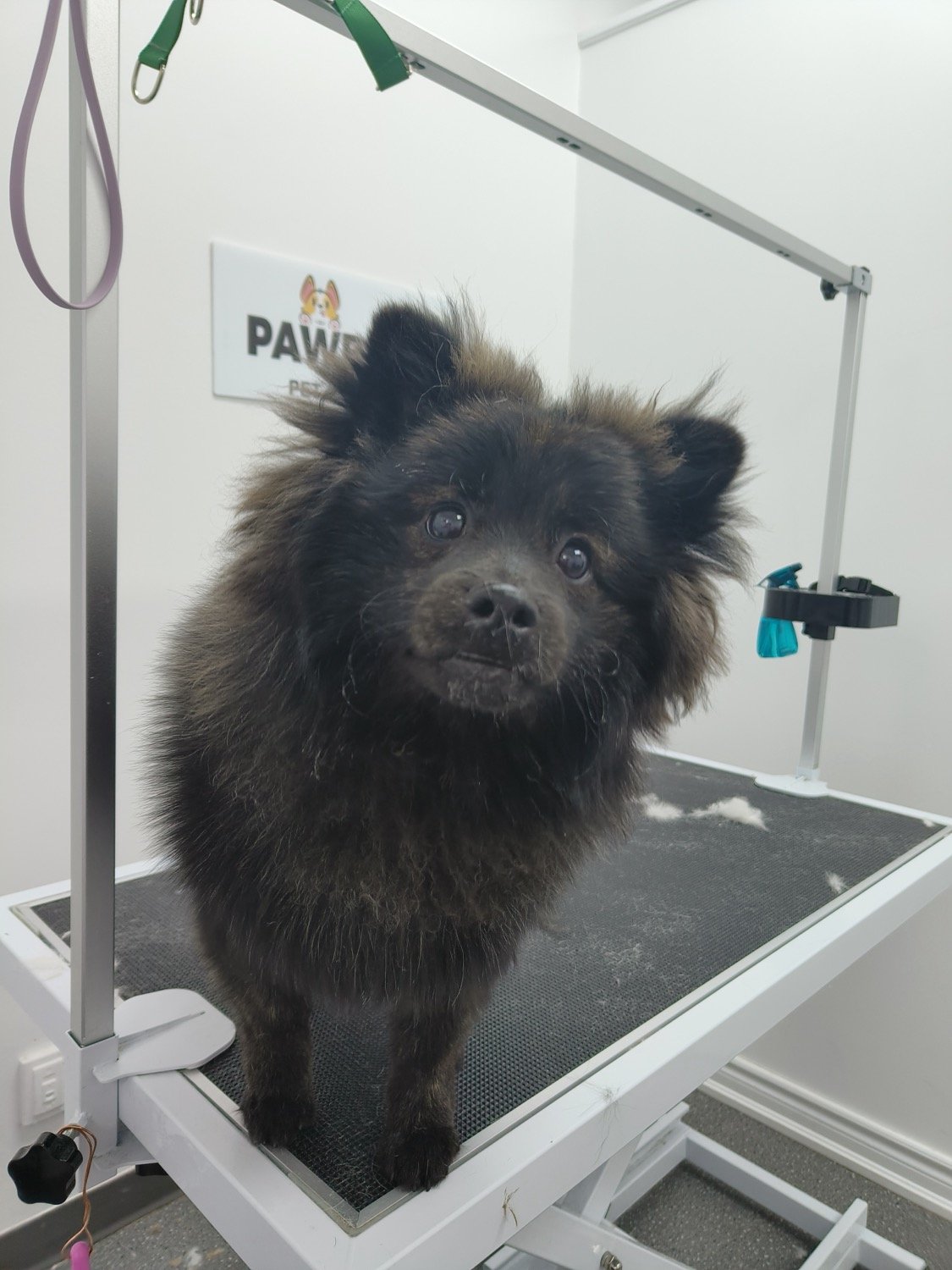 pawbasic-pet-grooming-mississauga-063