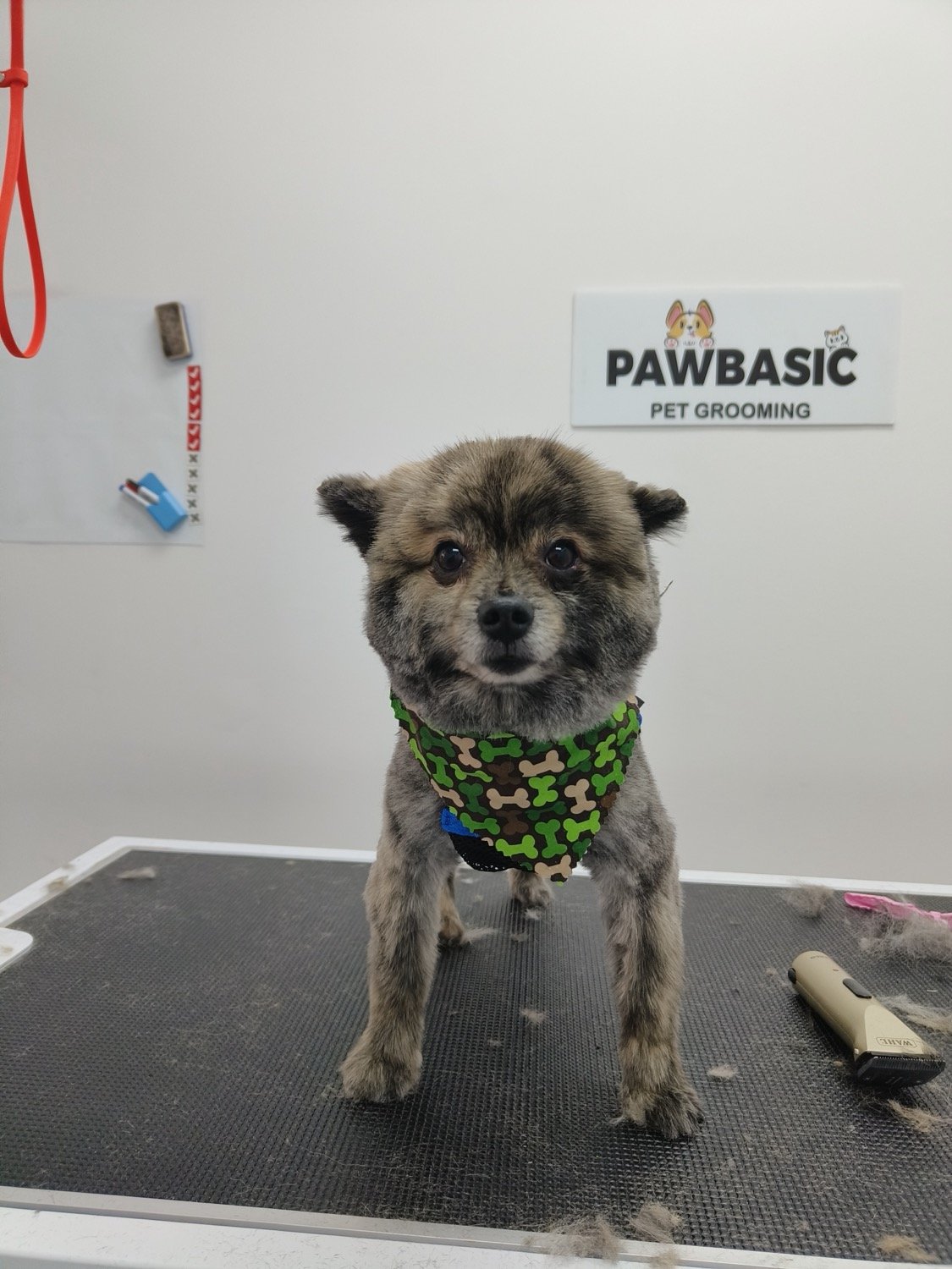 pawbasic-pet-grooming-mississauga-067