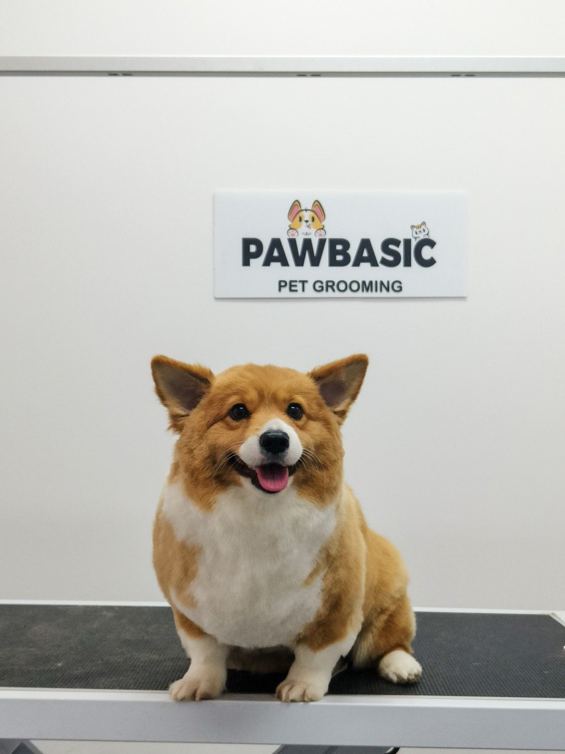 pawbasic-pet-grooming-mississauga-068
