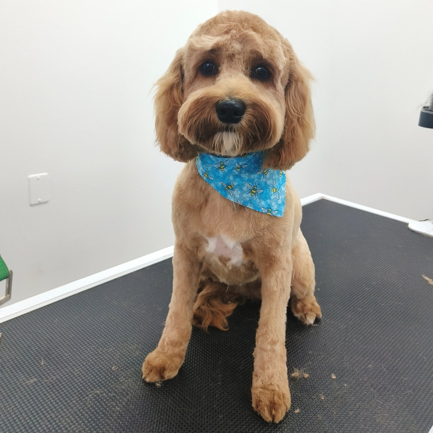 pawbasic-pet-grooming-mississauga-070