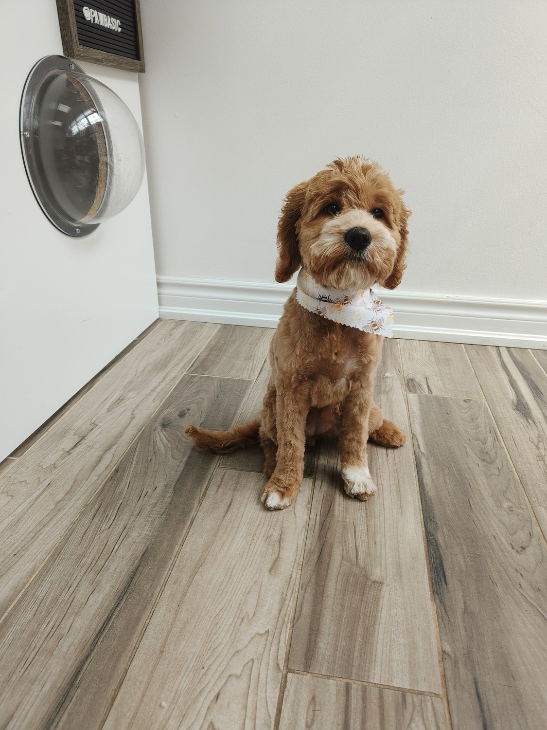 pawbasic-pet-grooming-mississauga-072