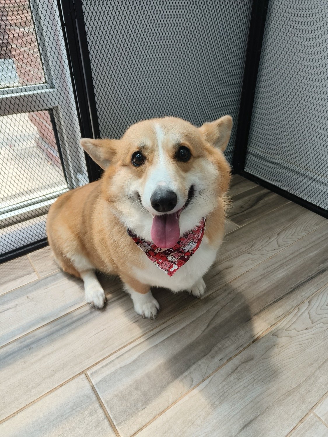 pawbasic-pet-grooming-mississauga-074