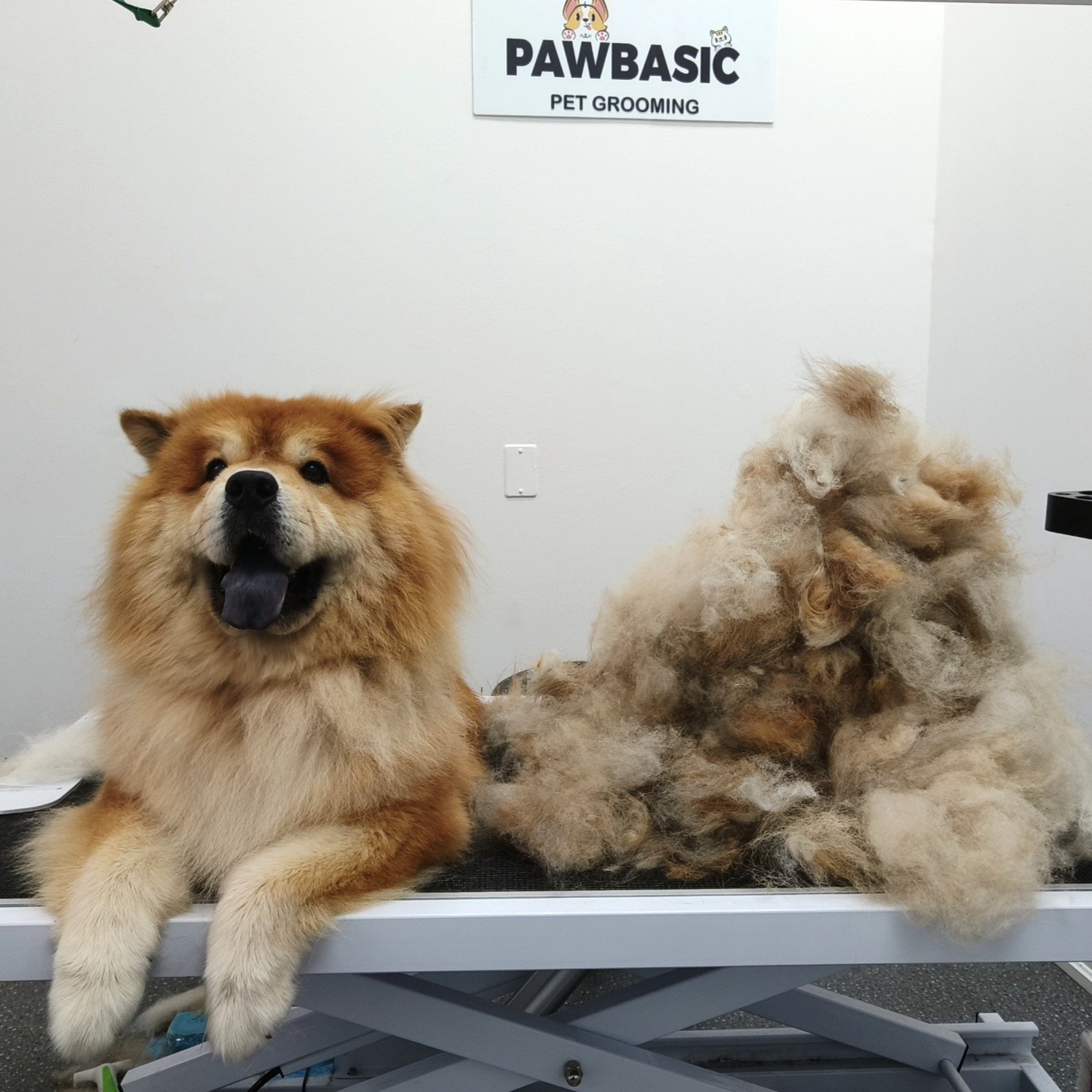 pawbasic-pet-grooming-mississauga-076