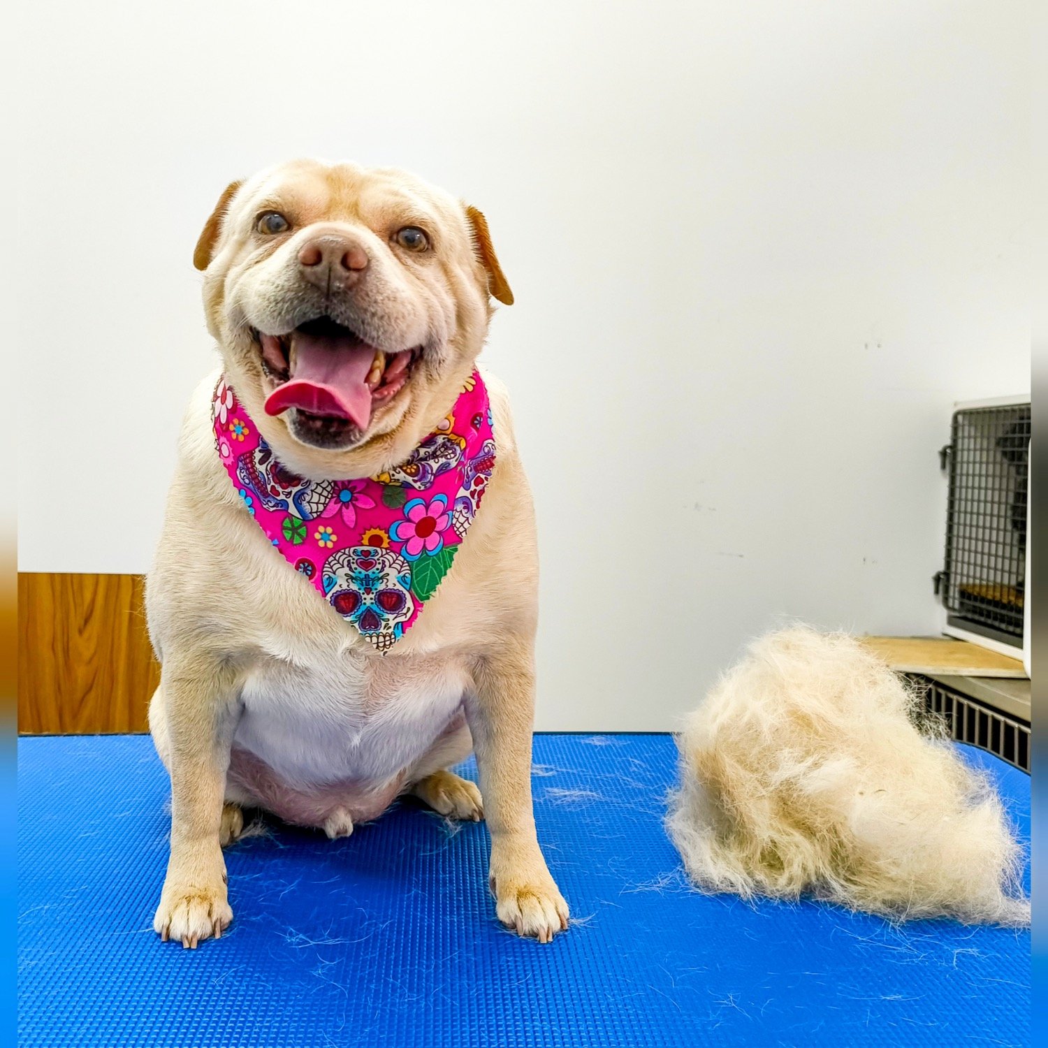 pawbasic-pet-grooming-mississauga-077
